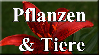 Pflanzen & Tiere